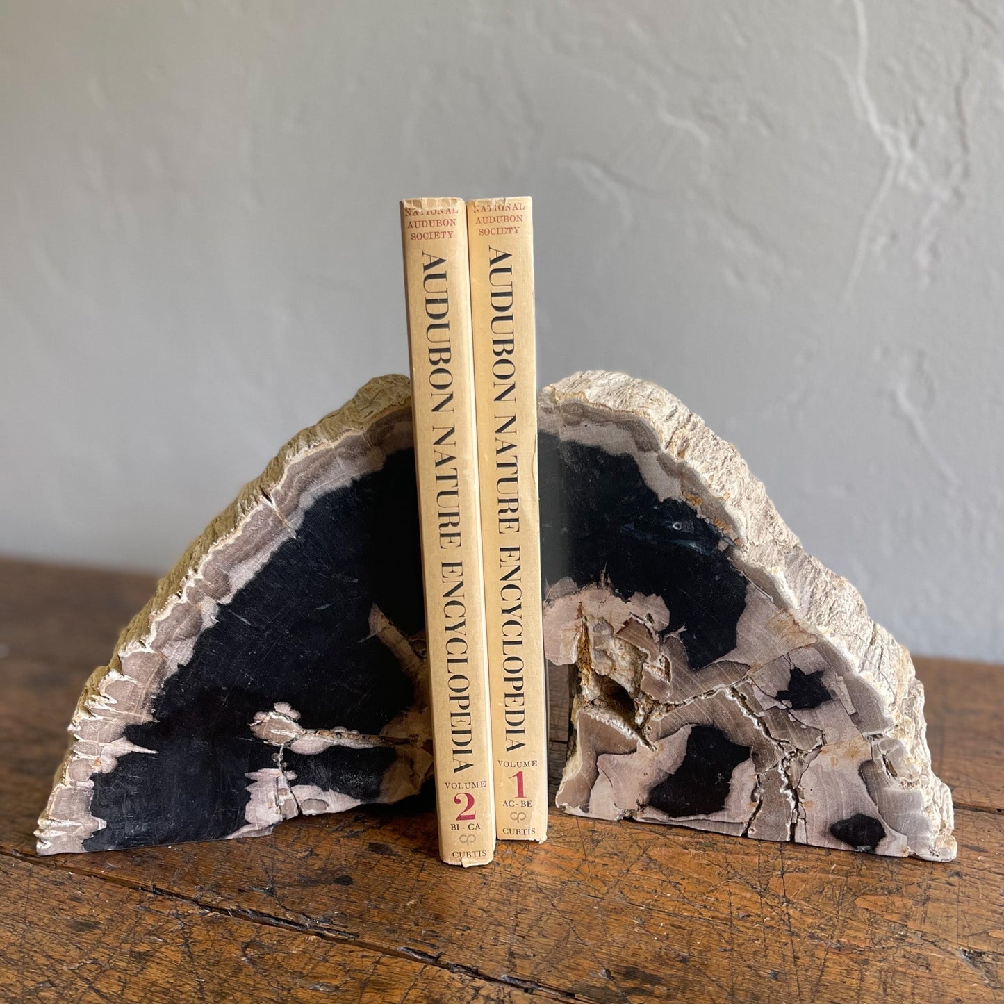 Petrified Wood Bookends