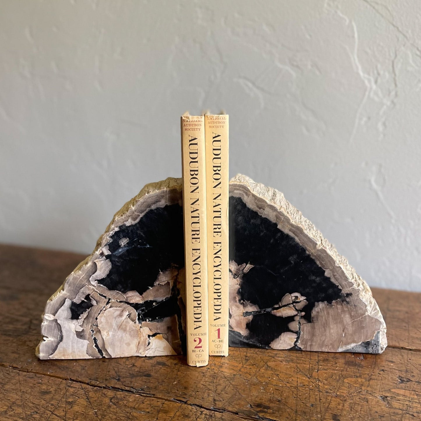 Petrified Wood Bookends