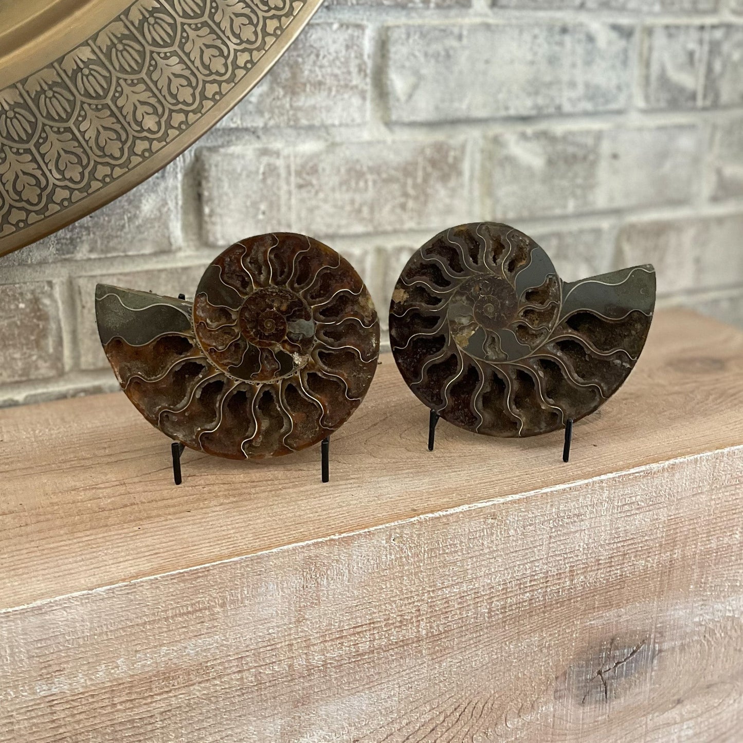 Polished Madagascar Ammonite Pair