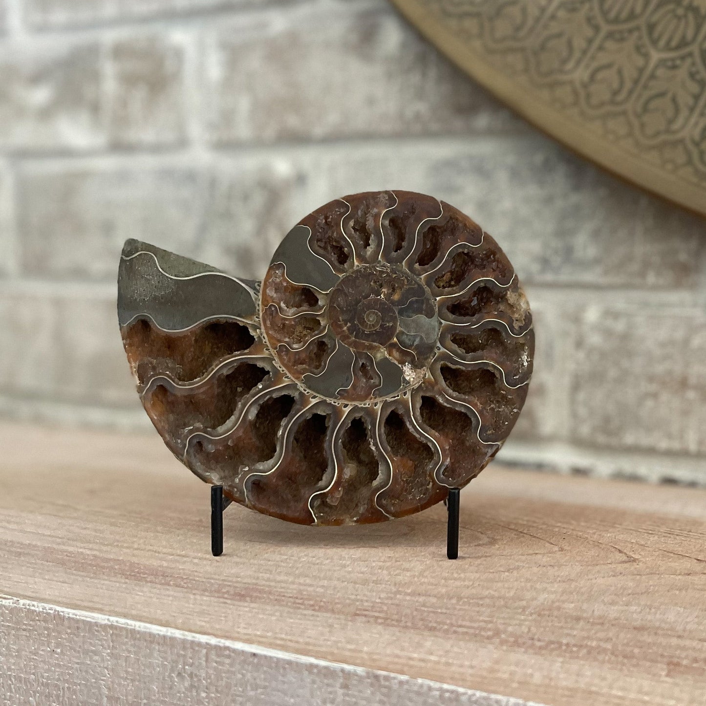 Polished Madagascar Ammonite Pair