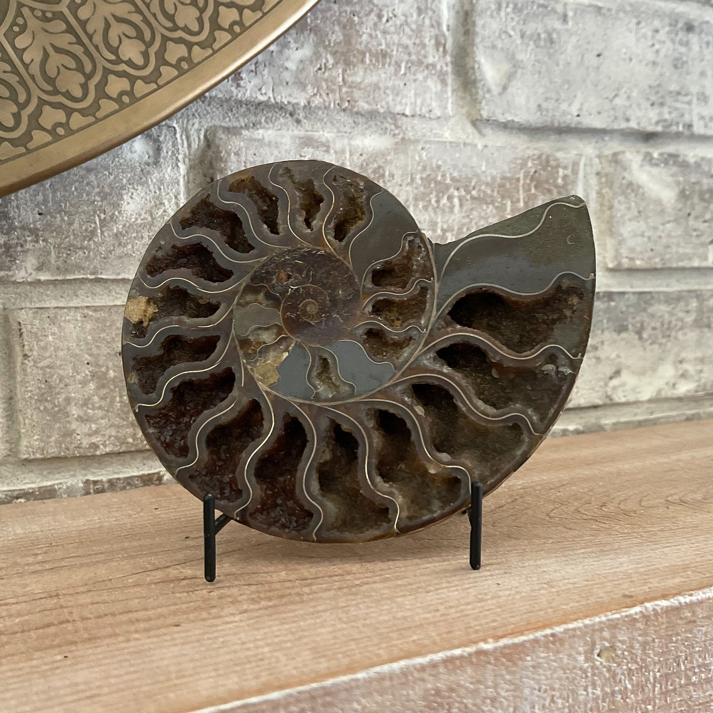 Polished Madagascar Ammonite Pair