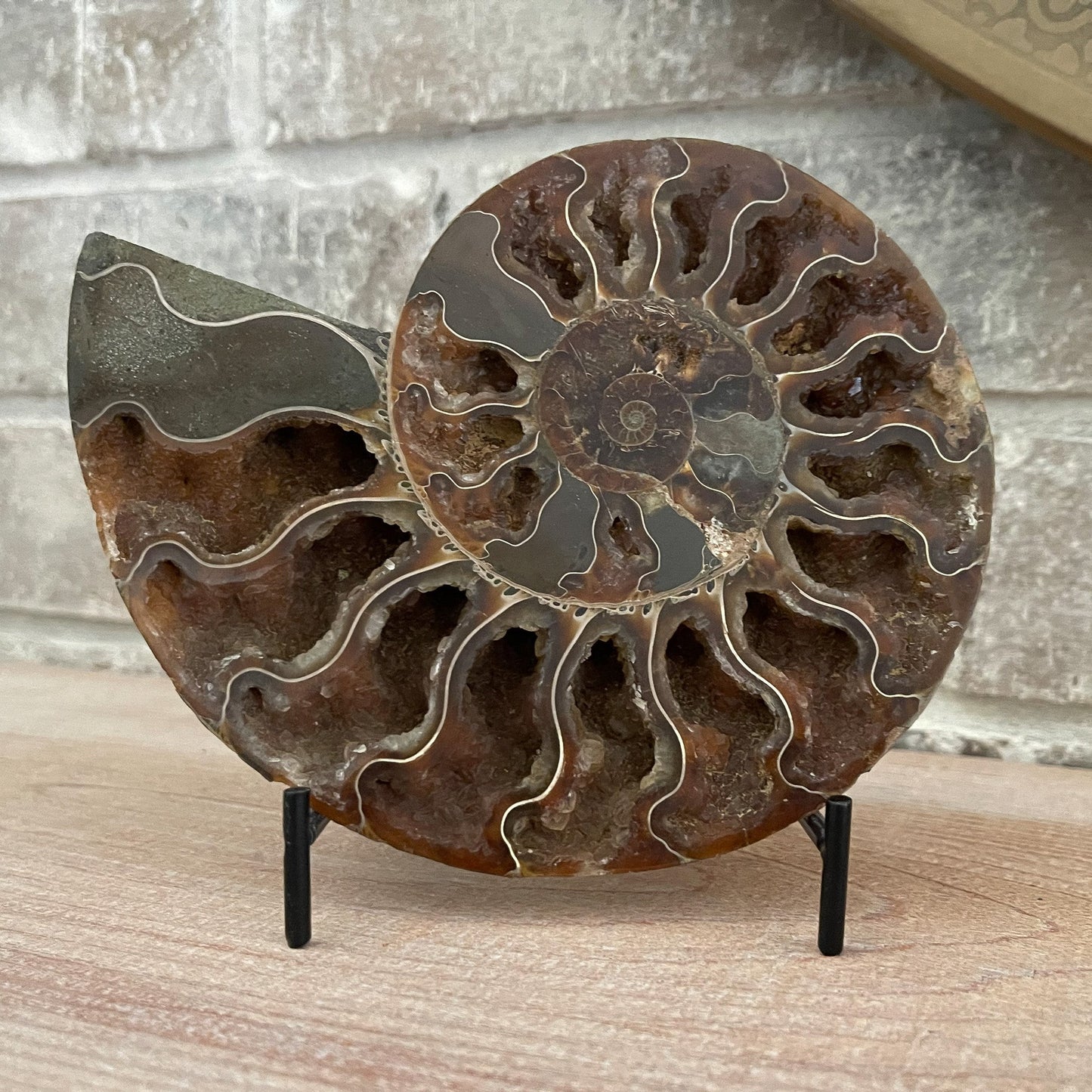 Polished Madagascar Ammonite Pair