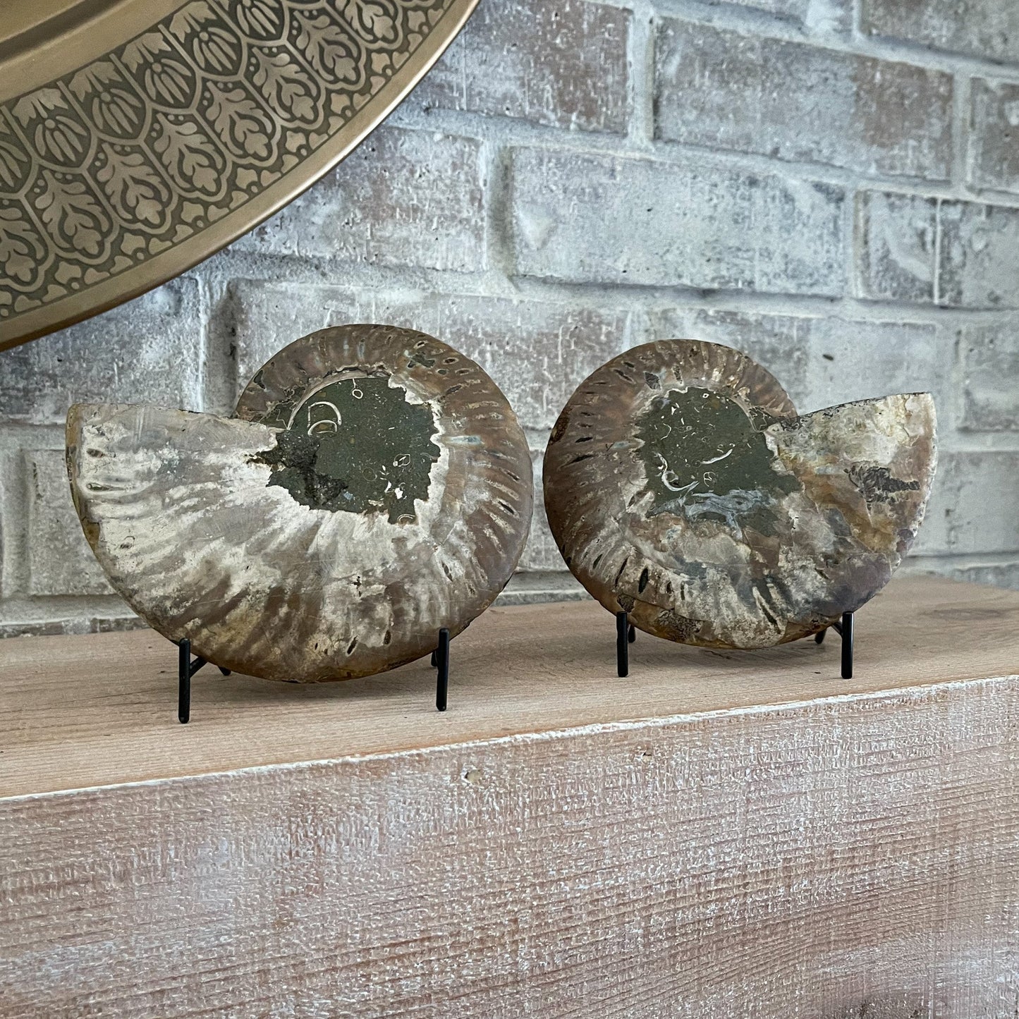 Polished Madagascar Ammonite Pair