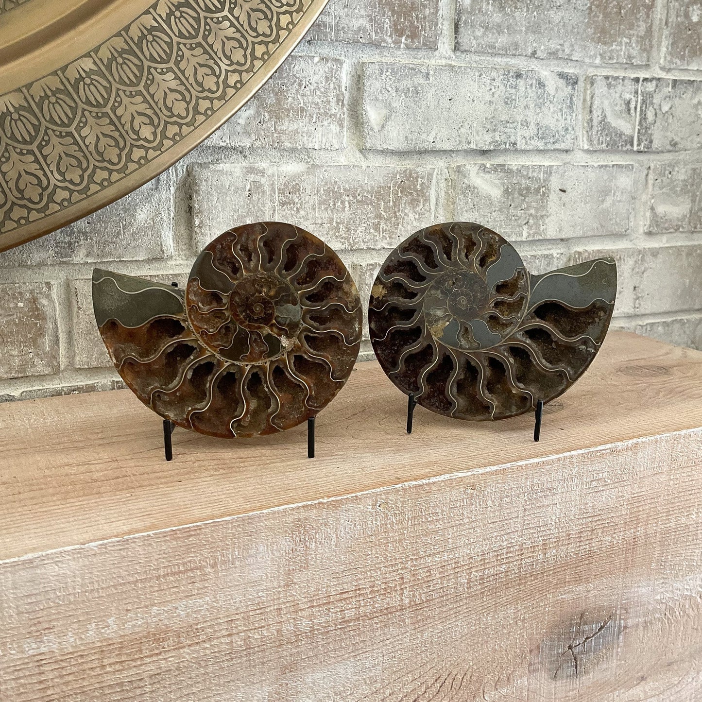 Polished Madagascar Ammonite Pair