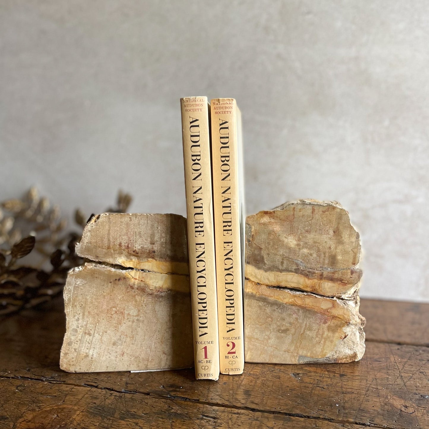 Petrified Wood Bookends