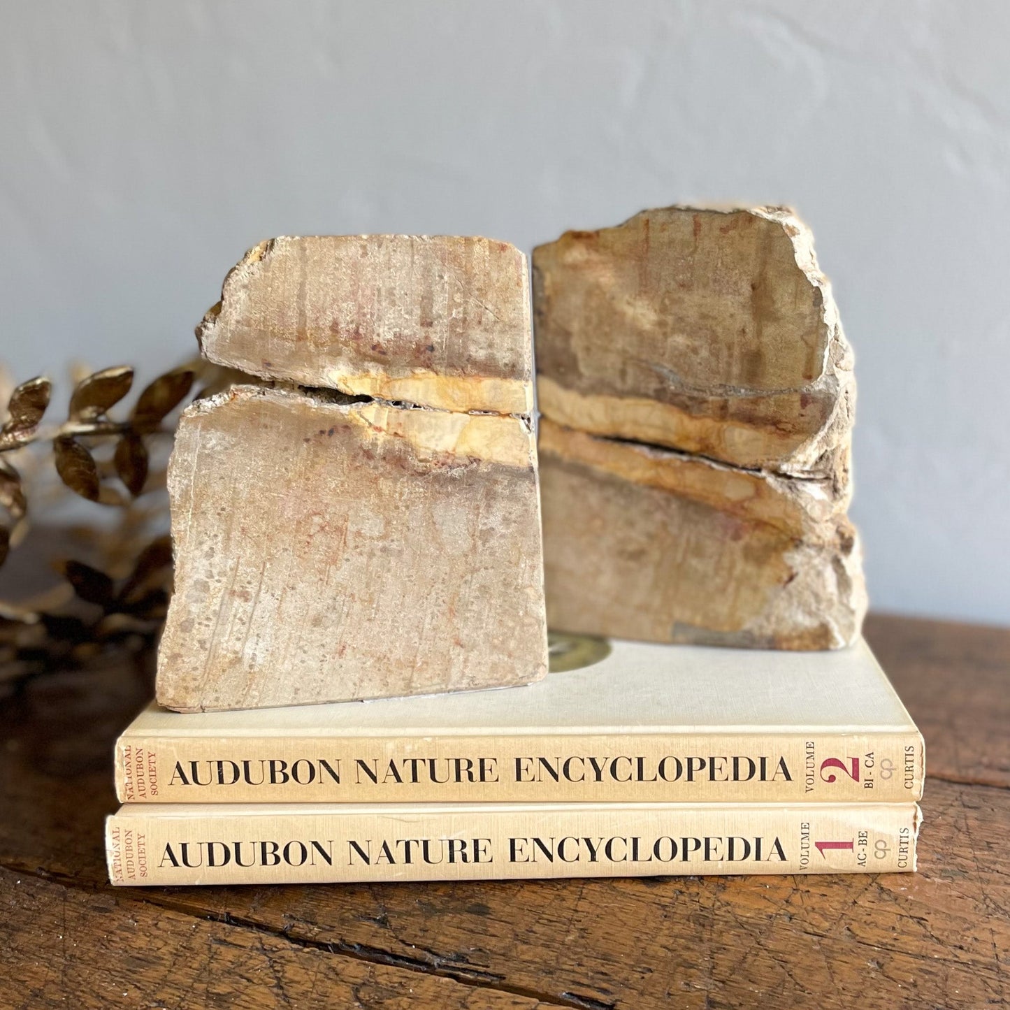 Petrified Wood Bookends