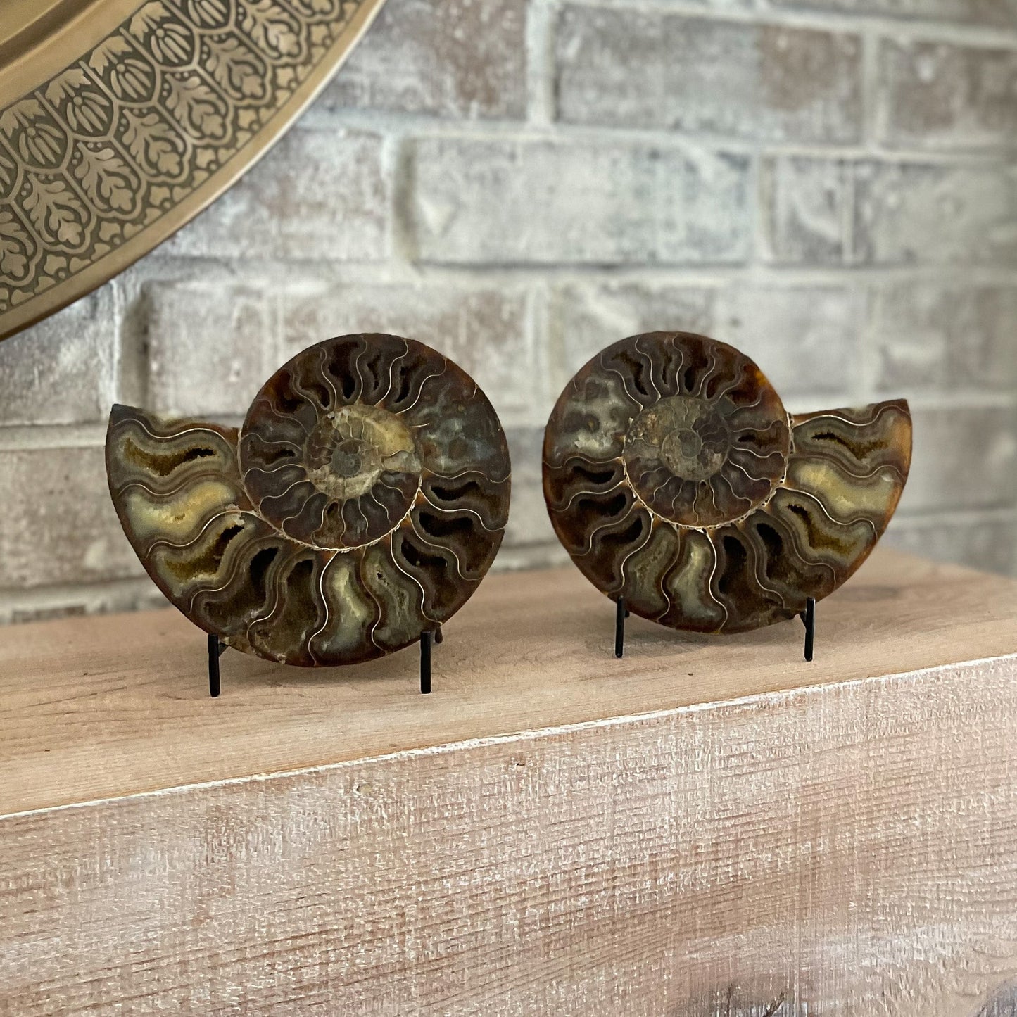 Polished Madagascar Ammonite Pair