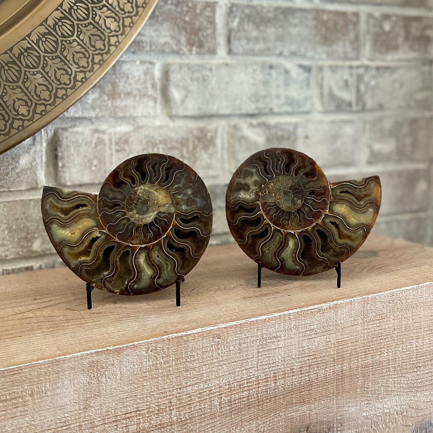 Polished Madagascar Ammonite Pair