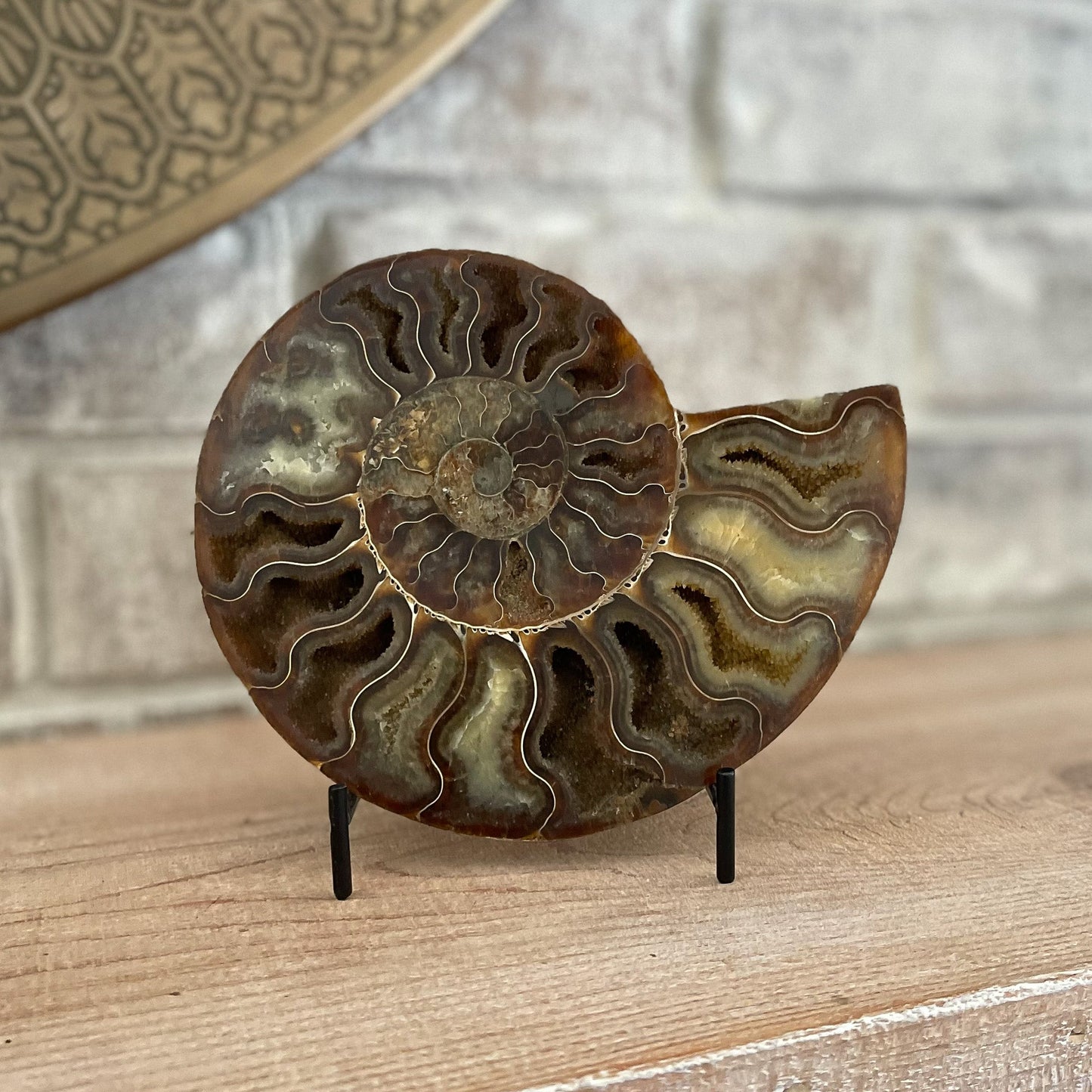 Polished Madagascar Ammonite Pair