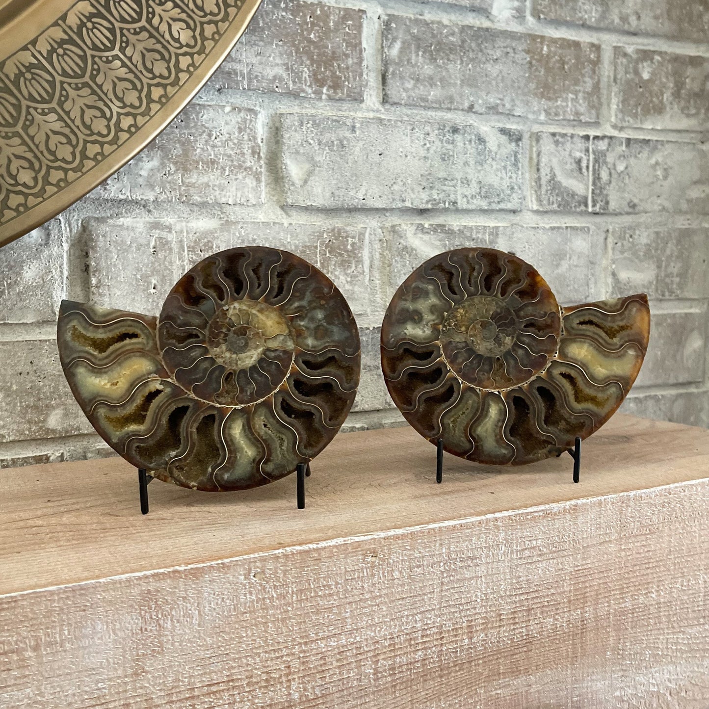 Polished Madagascar Ammonite Pair