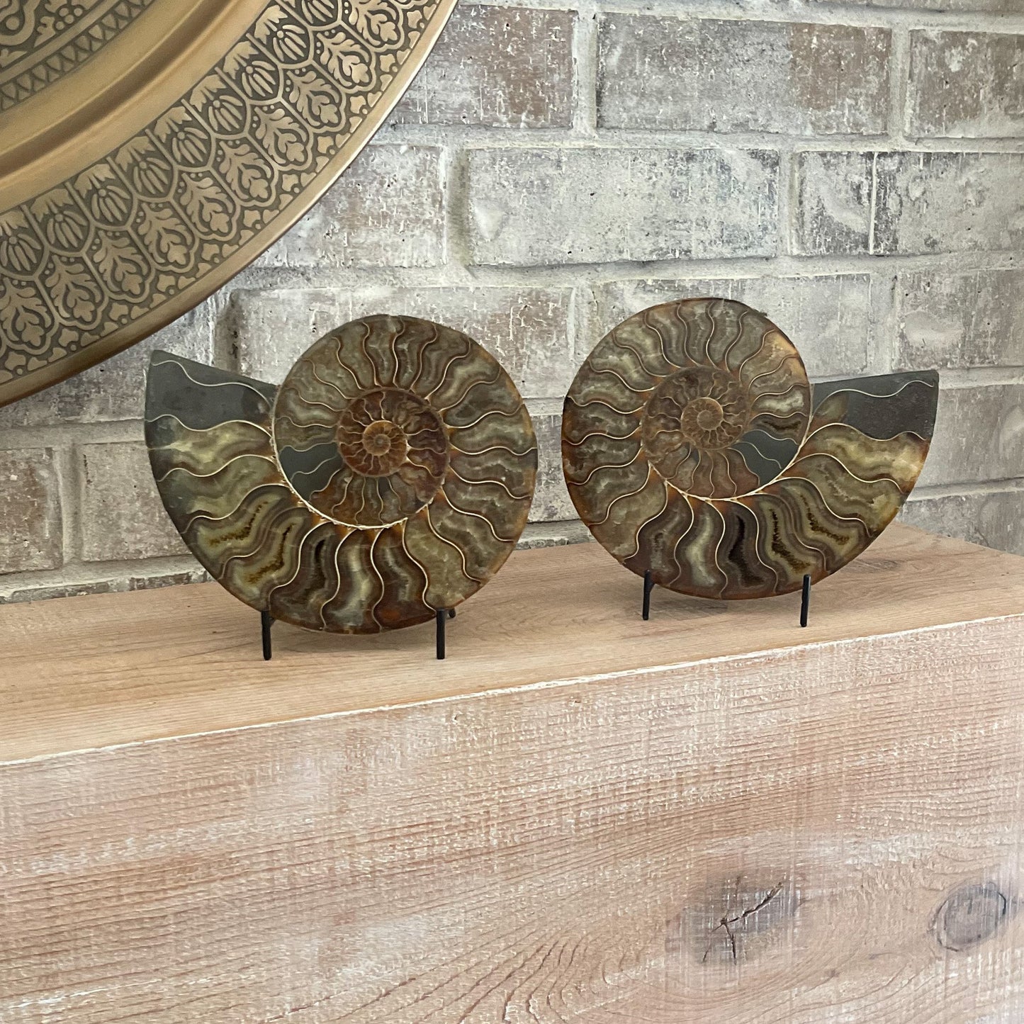 Polished Madagascar Ammonite Pair