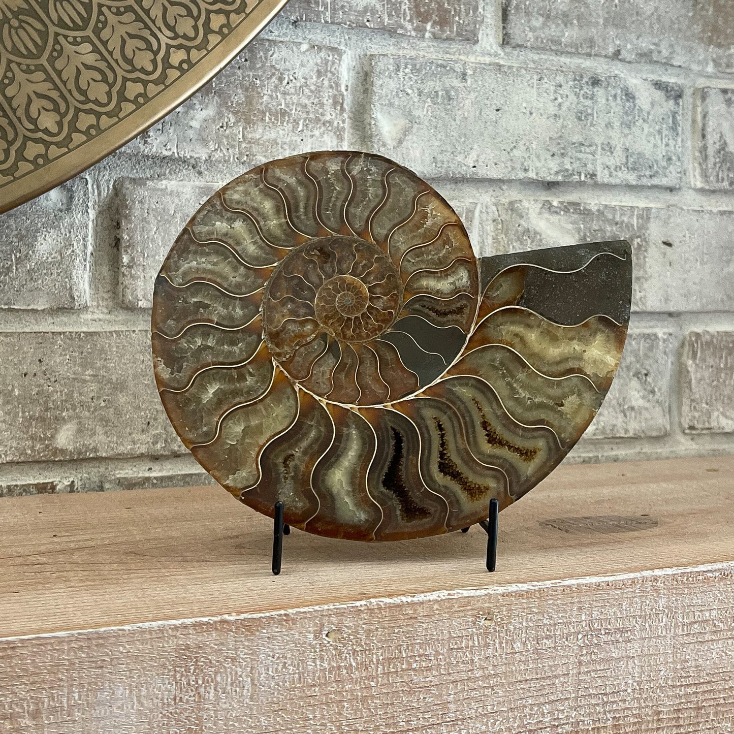 Polished Madagascar Ammonite Pair