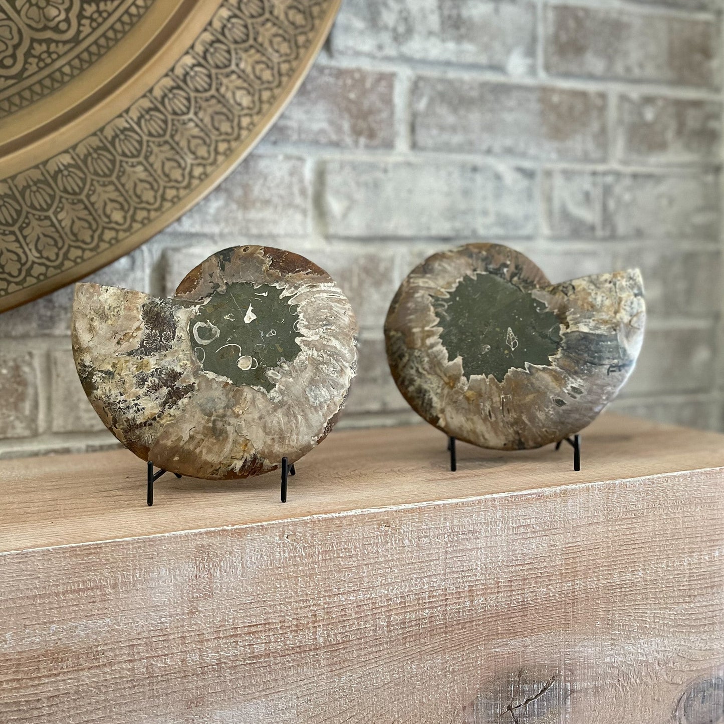 Polished Madagascar Ammonite Pair