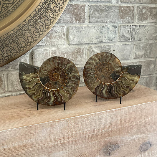 Polished Madagascar Ammonite Pair