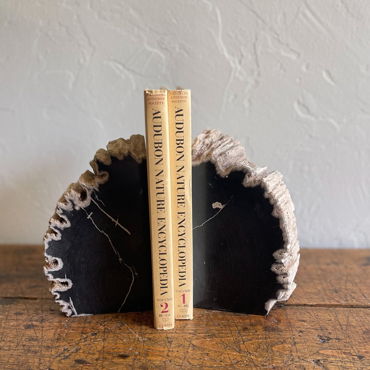 Petrified Wood Bookends