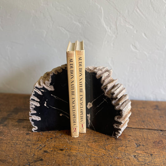 Petrified Wood Bookends